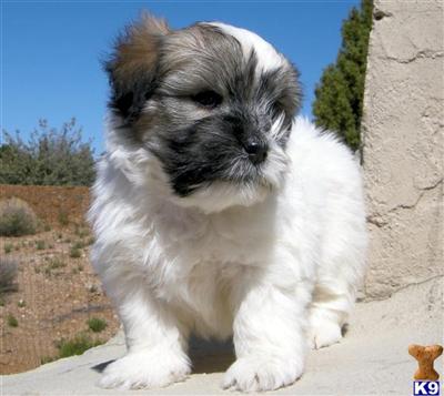 Coton De Tulear Puppies for Sale